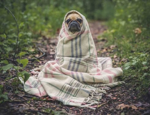 pug in blanket funny pet industry experts