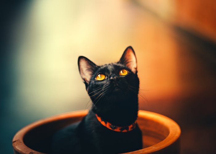 Pet-Proofing Your Home: Tips for Creating a Safe Environment for Your Furry Friends